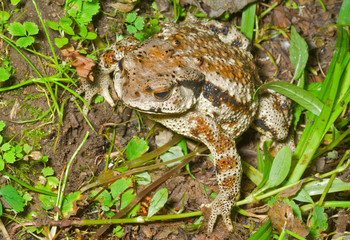 Toad (Bufo gargarizans) 35