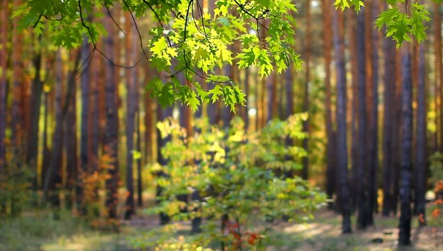 Beautiful autumn forest landscape