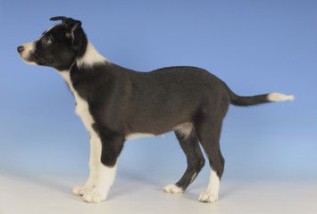 BORDER COLLIE