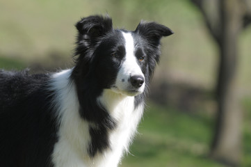 BORDER COLLIE.