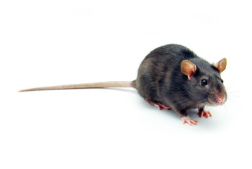 rat