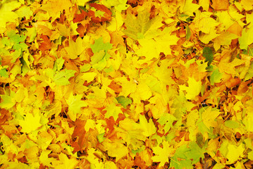 maple leaf as background