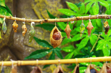 butterflies from cocoons
