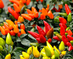Bunch of chillis.