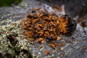 Chaga mushroom