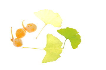 イチョウの葉とギンナン