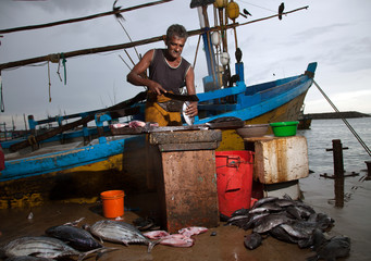 The man at the fish market in Sri Lanka cut up the fish