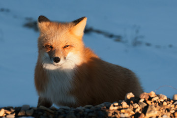 Fototapeta premium Red Fox. Vulpes vulpes