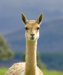 Deurstickers lama staat in het veld en kijkt ernaar uit © lloyd fudge
