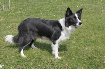 BORDER COLLIE