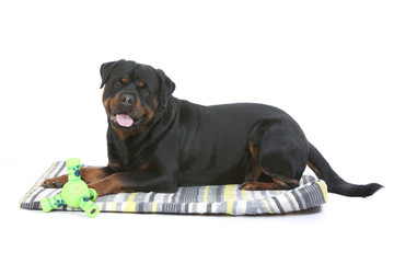 rottweiler assis de profil sur son tapis