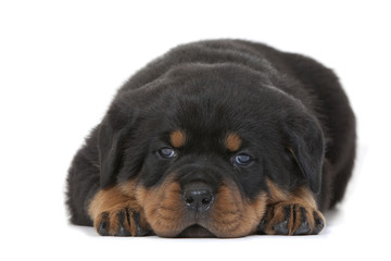 Obraz premium chiot rottweiler aplati au regard triste