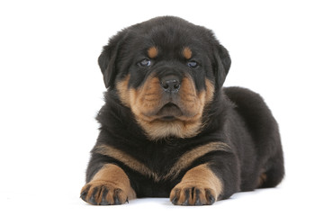 chiot rottweiler, véritable peluche vivante
