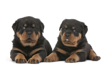 deux chiots de race rottweiler côte à côte