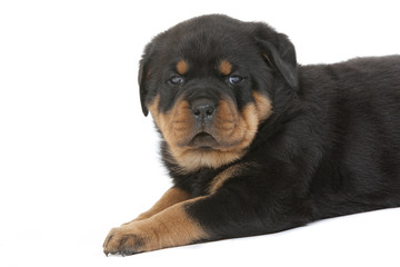 portrait de chiot rottweiler de profil