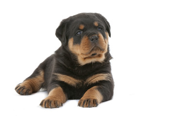jeune rottweiler à l'air décidé et assuré