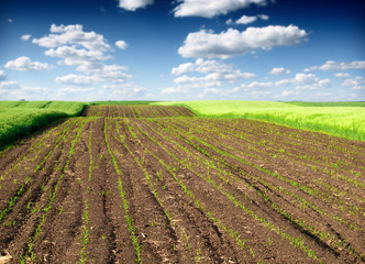 plowed field and green wheat