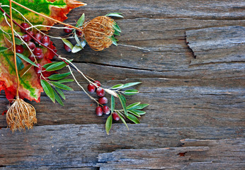 Colorful autumn leaves and pods arranged on stripped bark.