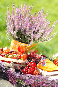calluna vulgaris Herbst Stimmung