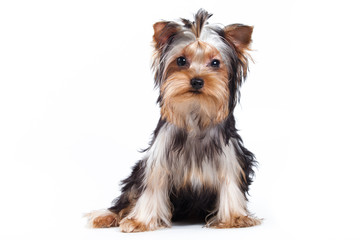 Yorkshire terrier puppy on white