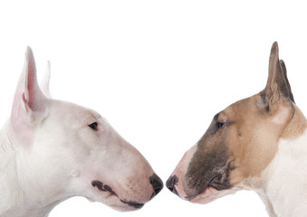 t&ecirc;te &agrave; t&ecirc;te de bull terrier - haine, confrontation