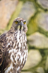 Changeable hawk eagle