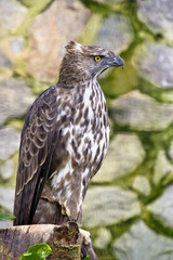 Changeable hawk eagle