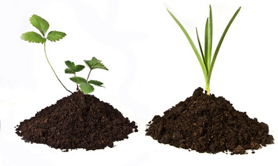 Composition with grass