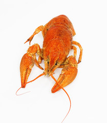red crawfish on white background