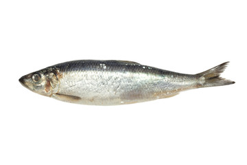 salted herring on white background