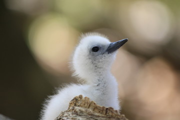 Bébé sterne des Seychelles