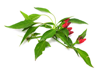 Little red hot Hawaiian Chile Peppers