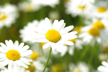 flowers camomile