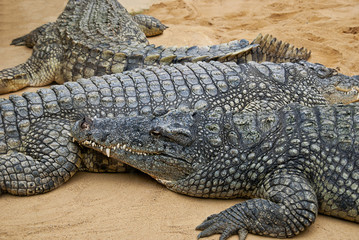 Crocodiles