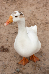 goose