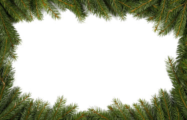 Obraz premium Frame from green twigs of the spruce