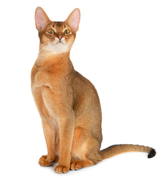 Abyssinian cat on a white background