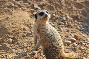stunning meerkat