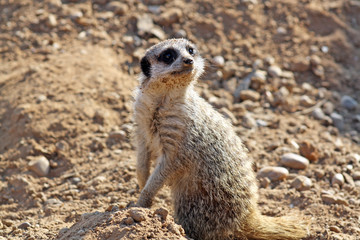beautiful meerkat