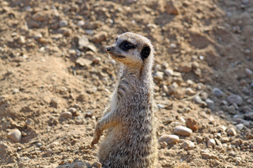Fototapeta premium stunning meerkat