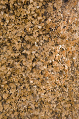 brown climbing ivy