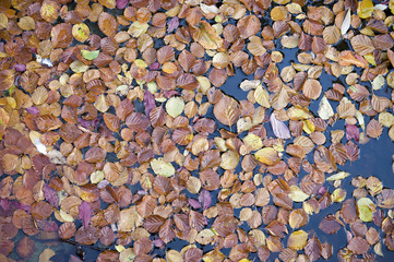 Autumn leaves on water