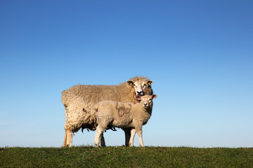 Schafe auf dem Deich in Norddeutschland