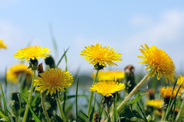 Dandelions on a meadow
