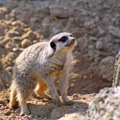 wild meerkat