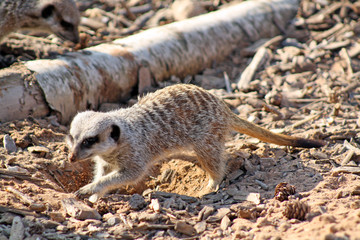 beautiful meerkat