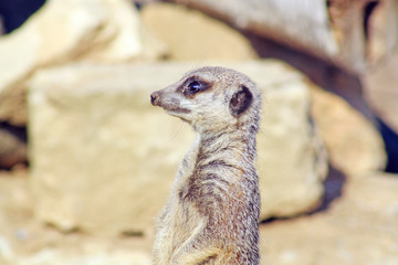 a wild meerkat