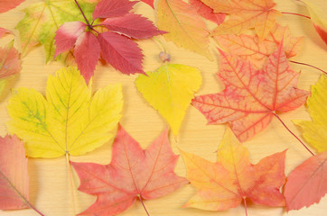 autumn leaves