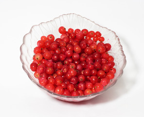 Red currant
