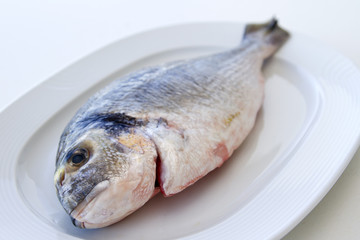 Dorade